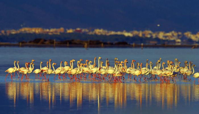 18:00h.  Observation des oiseaux dans la lagune de Tancada
