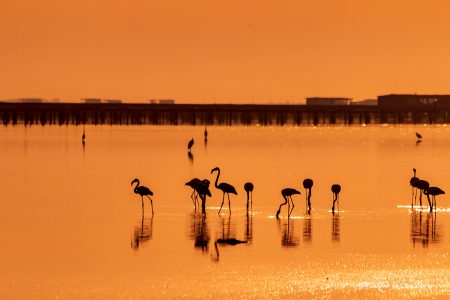 Avistamiento de aves en el Delta del Ebro