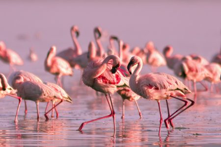 Atardecer entre flamencos
