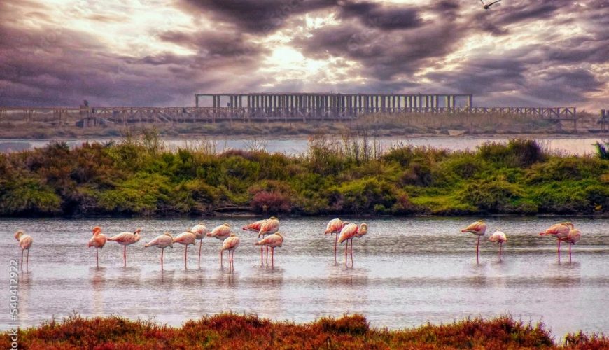 Las 4 mejores rutas para avistar aves en el delta del Ebro