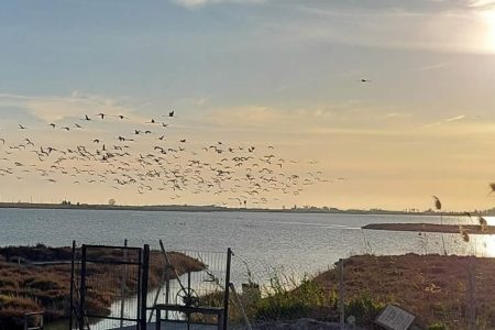‘Sunset entre flamencs’ de Némon, seleccionada com una de les experiències del 2025 per Mapilife