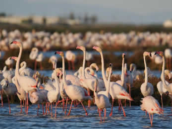 15:30h Avistamiento de aves en la Laguna de la Tancada. 