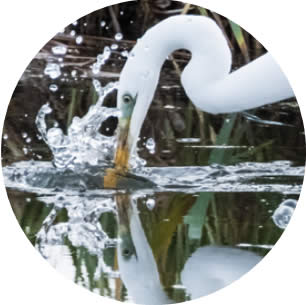 Día 3 – La inmersión: vida en el Delta 