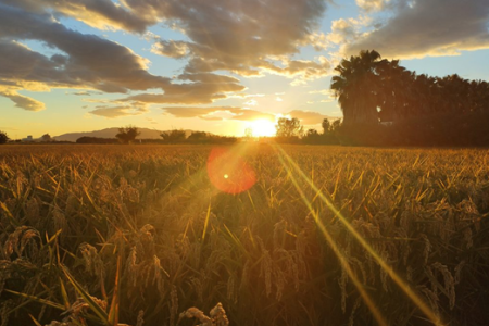L’automne dans le delta de l’Èbre : 3 expériences pour le découvrir