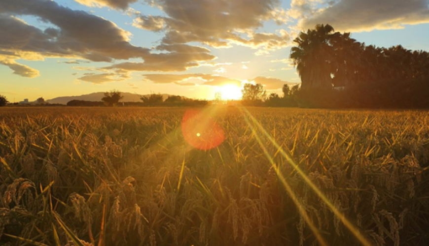 L’automne dans le delta de l’Èbre : 3 expériences pour le découvrir