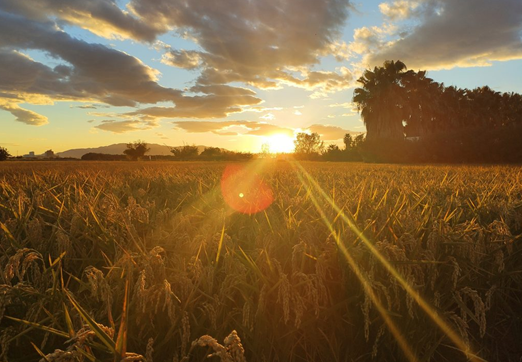 L’automne dans le delta de l’Èbre : 3 expériences pour le découvrir